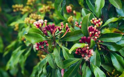 Clove Herb Uses And Benefits