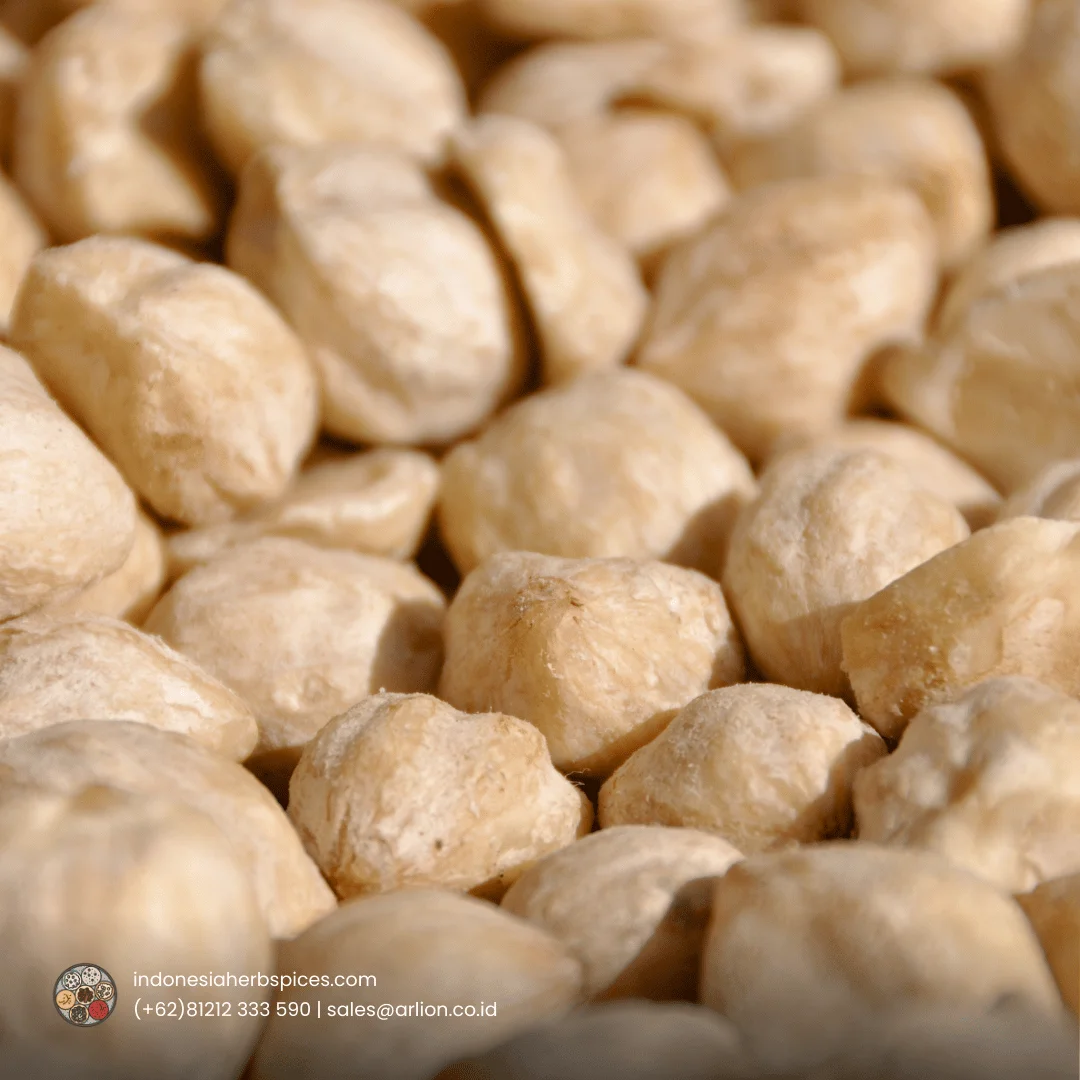 Candlenut candlenut spice