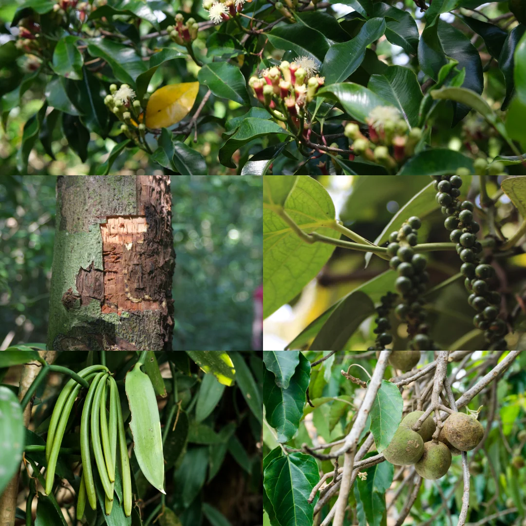 herbs and spices indonesia